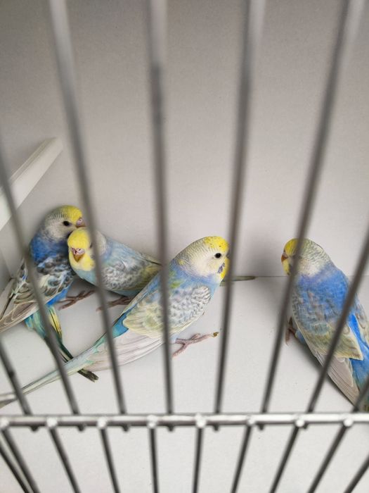 Papugi faliste tęczowe