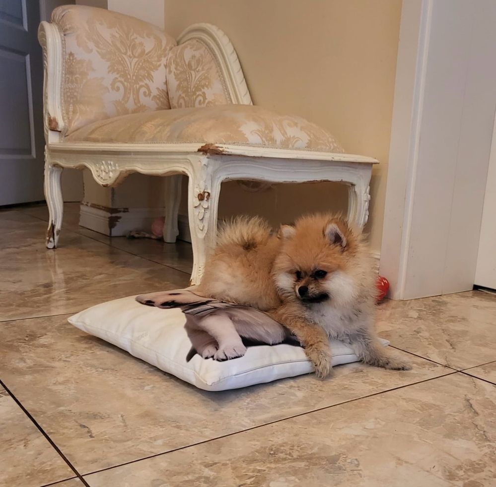 Szpic miniaturowy pomeranian xs miś piesek sable puszysty