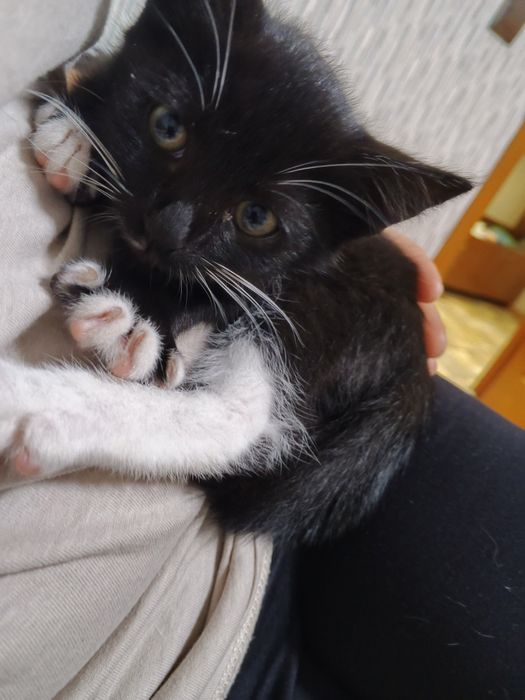 Маленька кицька.терміново