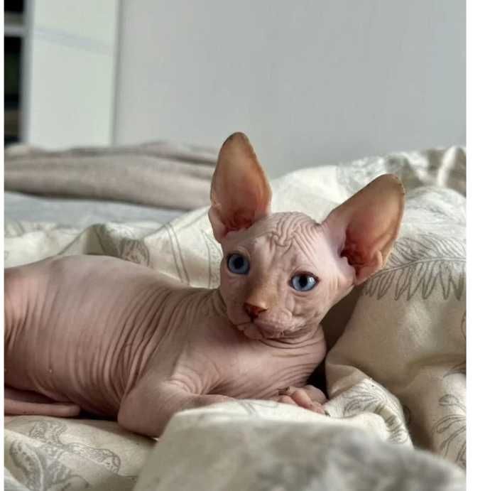 срочная продажа канадик мальчик