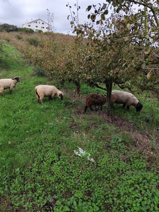 Ovelhas cruzadas suffolk e carneiro puro