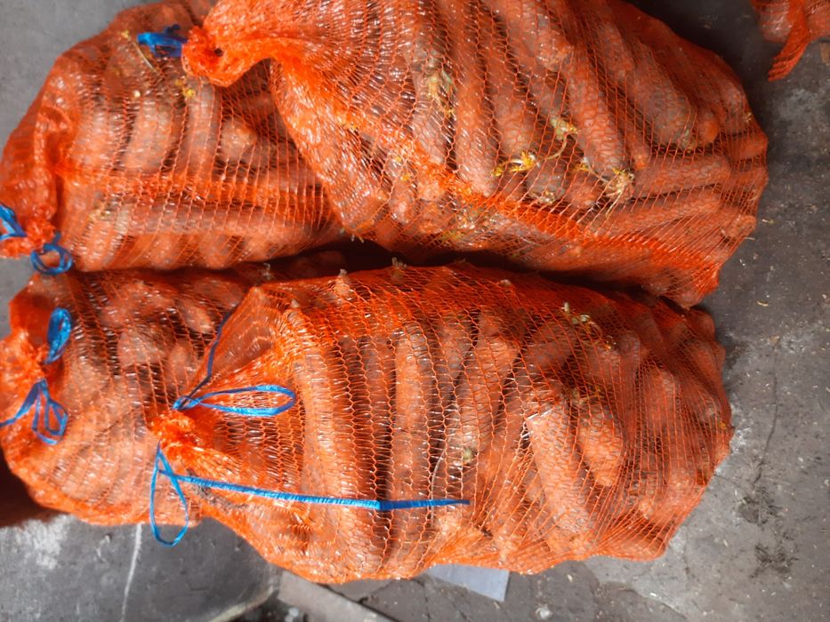 Marchew odpadowa 60 gr kg