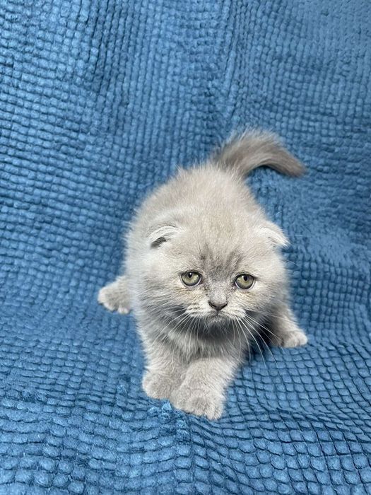 Шотландське кошеня - чудова плюшева  висловушка (Scottish Fold)