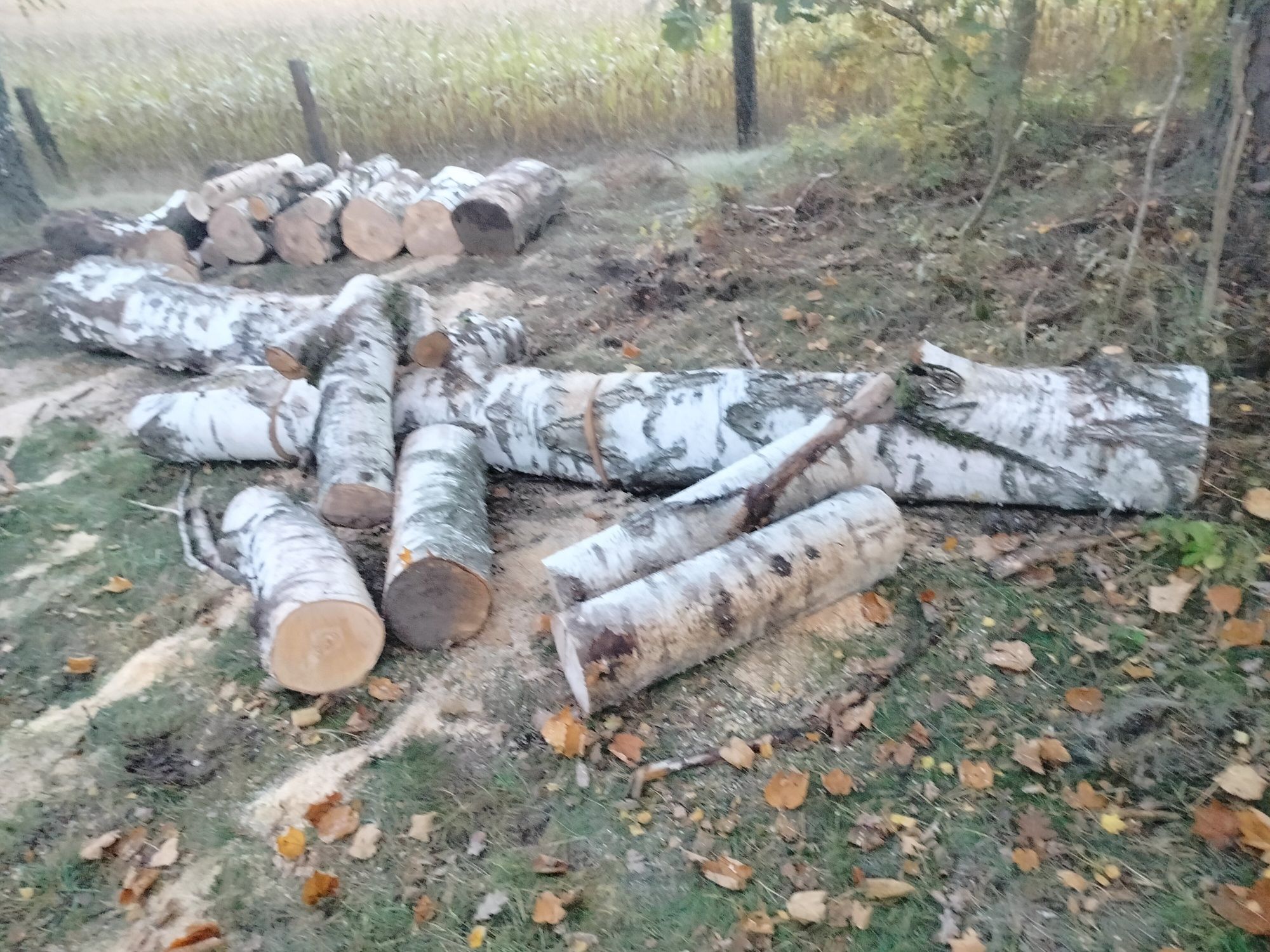 Drewno kominkowe. Opałowe gałęziówka  dąb brzoza sosna