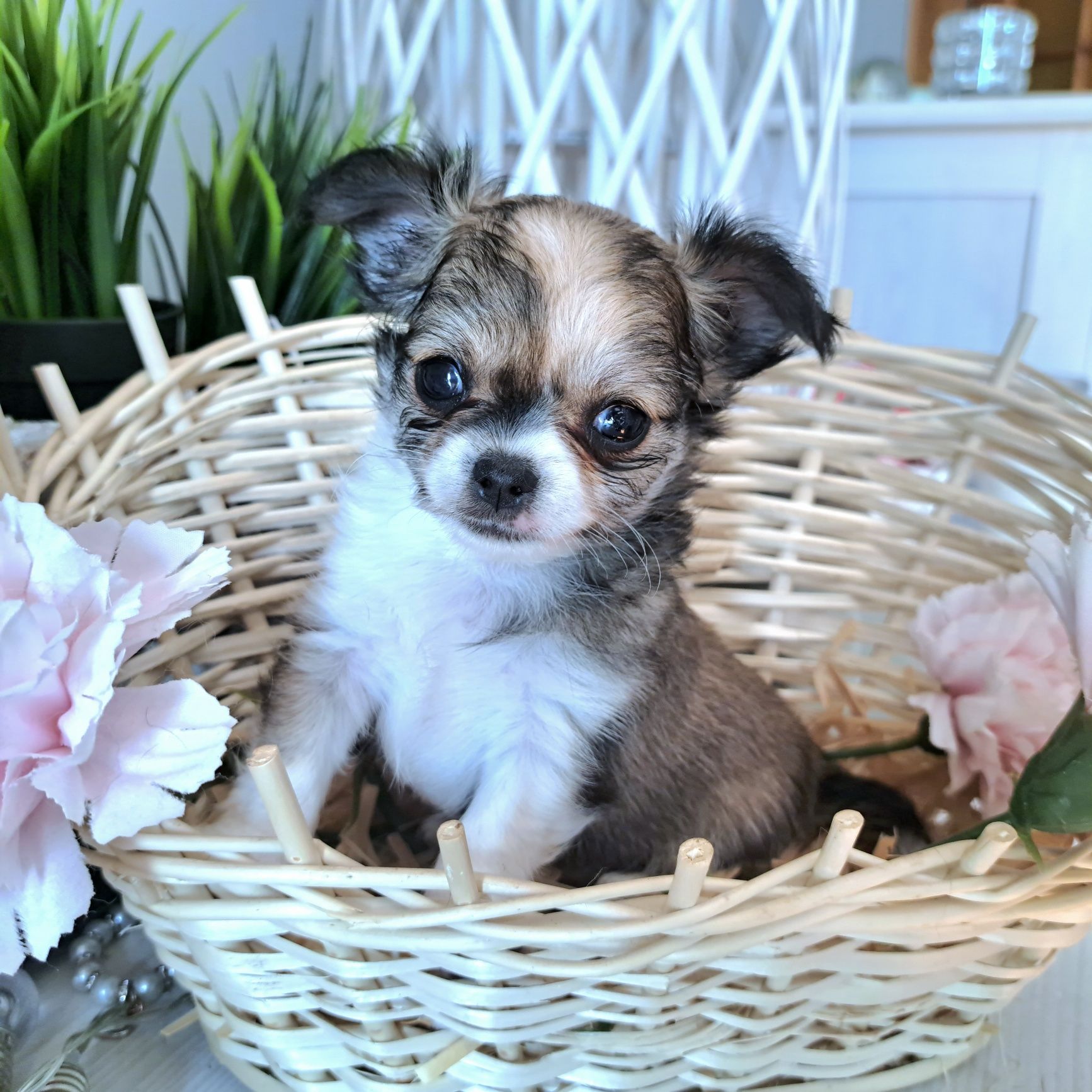 Malusi Franio czeka na swój domek Chihuahua