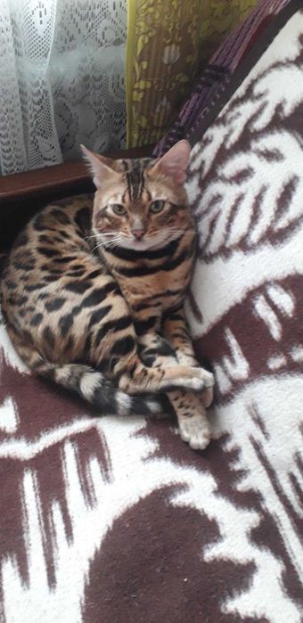 Насправді домашні бенгальські котятка для сімї чи розведення