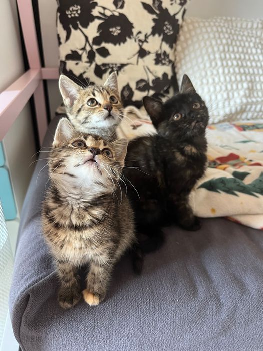 Uratujesz? Różne koty do adopcji