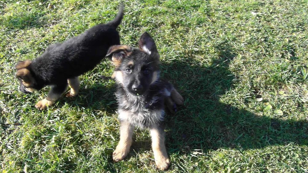 Owczarek Niemiecki Krótkowłosy FCI SZCZENIAK  samiec czarny podpalany