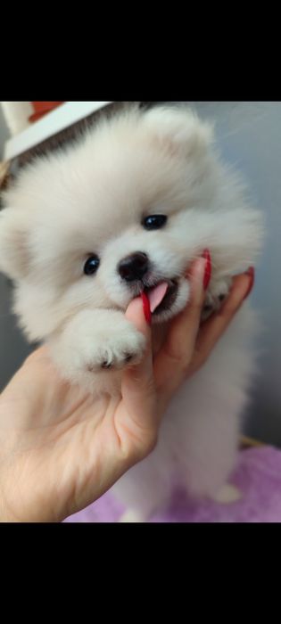 Щенки помернского шпица мальчики и девочки