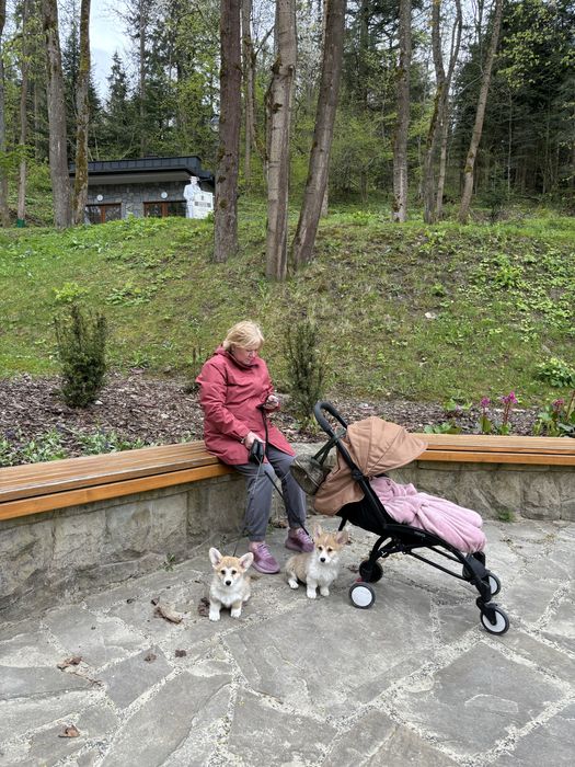 Corgi Cowboys, Welsh Corgi Pembroke,  planowany miota- wiosna 2026