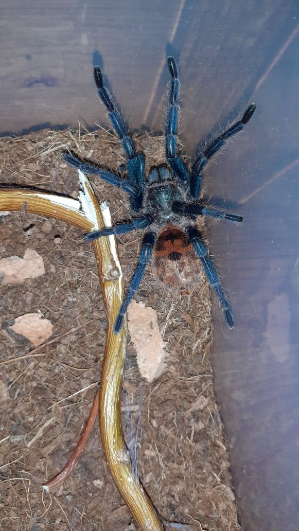 Chromatopelma cyaneopubescens SAMICA