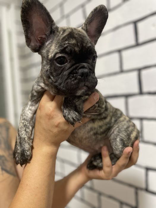 Французький бульдог