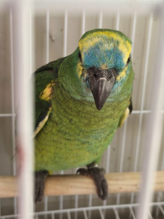 Marianinha e papagaio aestiva