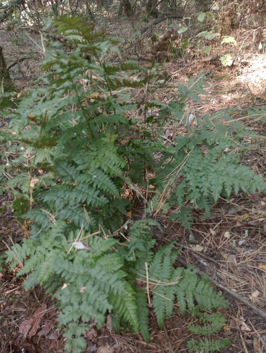 Папоротника корень