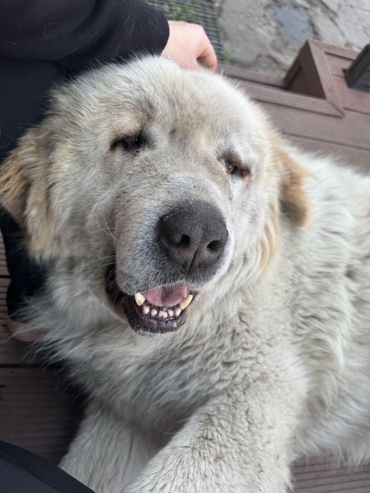 Najukochańszy leniuszek do adopcji – poznaj Rokiego