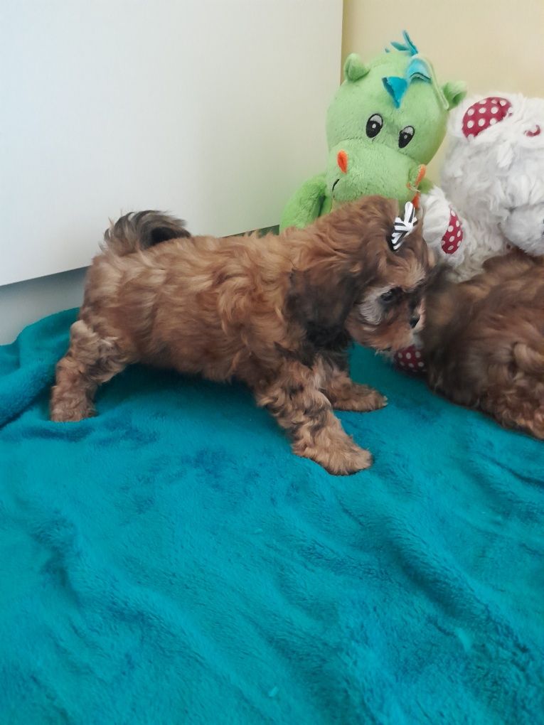 Śliczna piesek Shih Poo