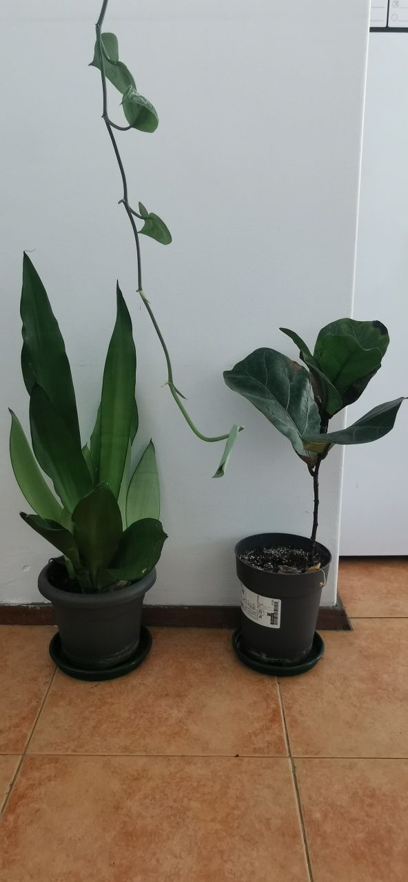 Várias plantas de interior e exterior