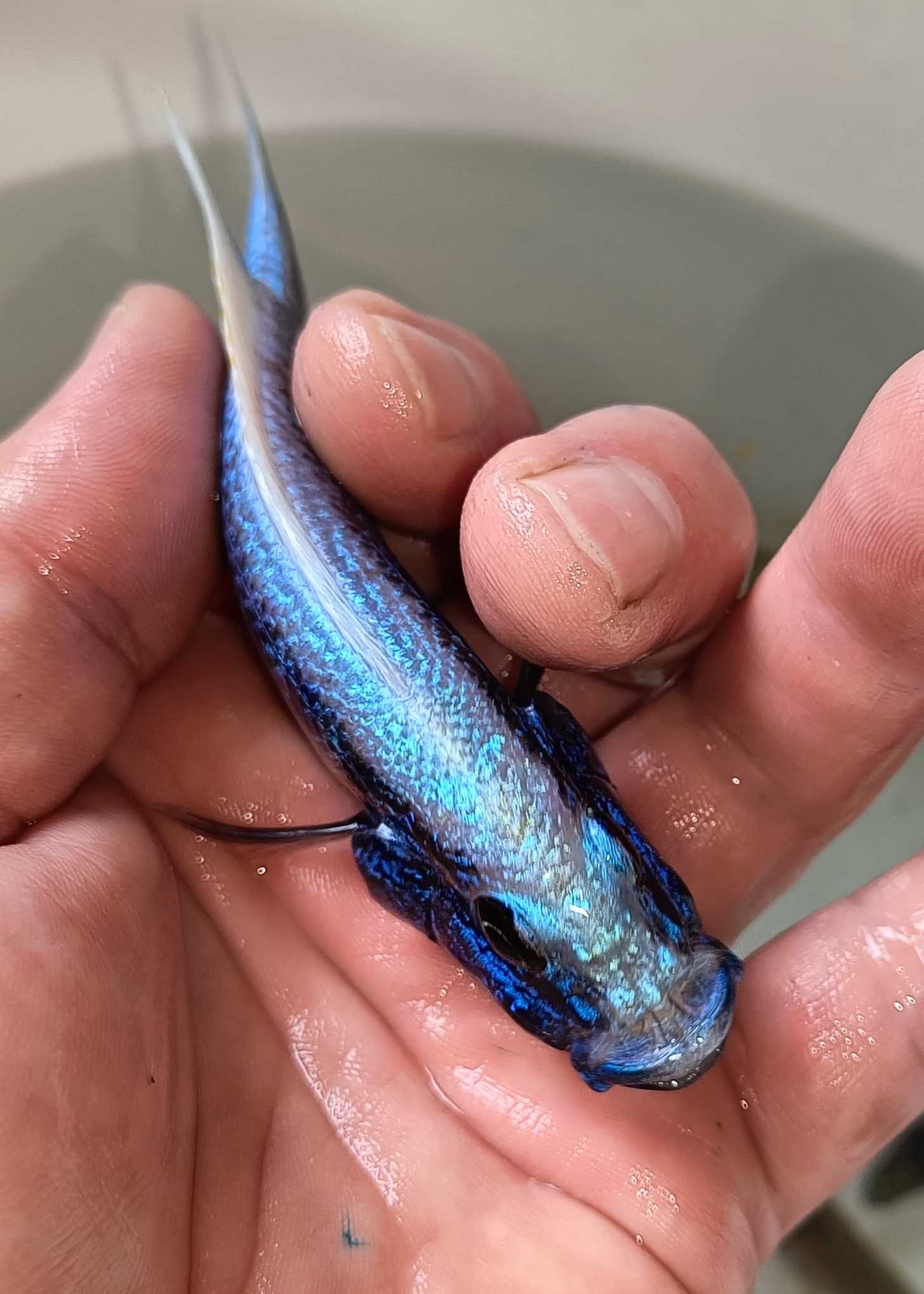Sciaenochromis fryeri iceberg