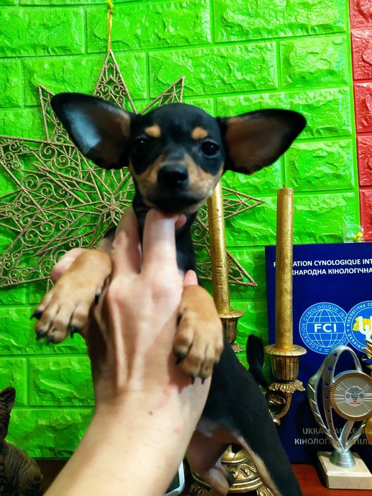 Шикарная тойка-брюнетка с перспективами! Док.КСУ.Чип,привита