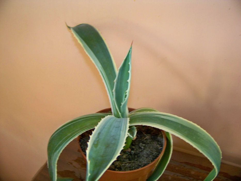 Агава американська