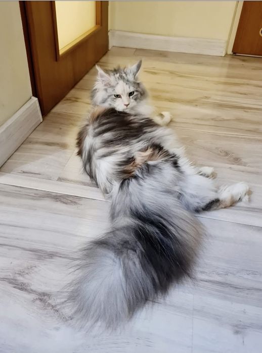 Kocurek Maine bardzo WYSOKIE SREBRO Coon hodowla FPL