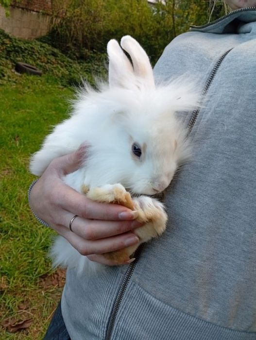 Miniatury króliczków angora, karzełek Tedy