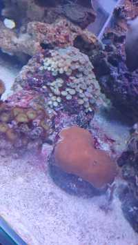 Koralowiec akwarium morskie porites na skale
