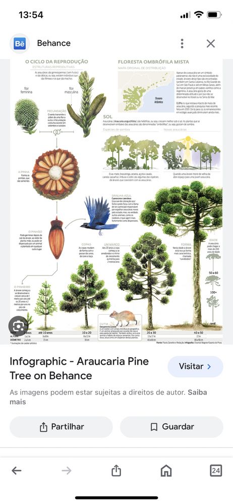 Planta Araucaria