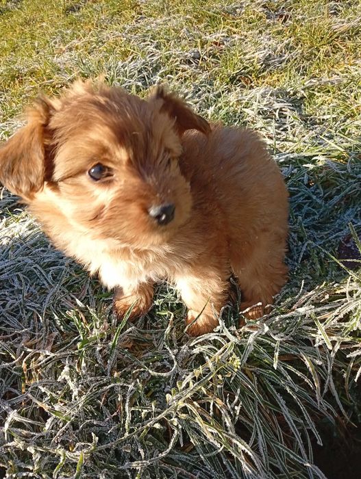 Цуценята йоркширський тер'єр