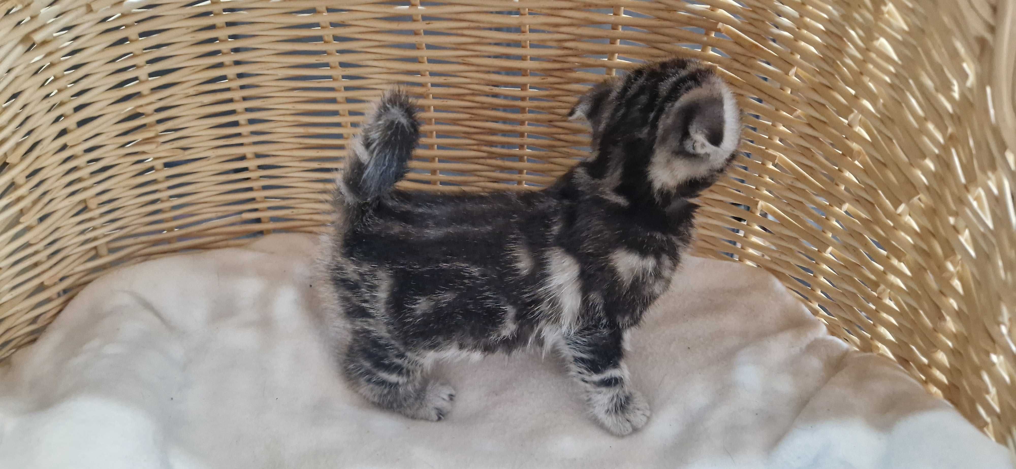 Kotka Szkocka zwisłoucha Silver Tabby