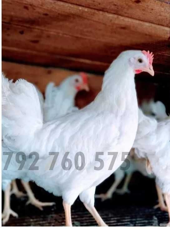 Kury nioski Rosa czerwona Lohman Brown Leghorn Sandy