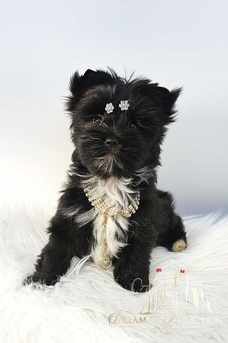 Cudna Czarna Dziewczynka Yorkshire Terrier