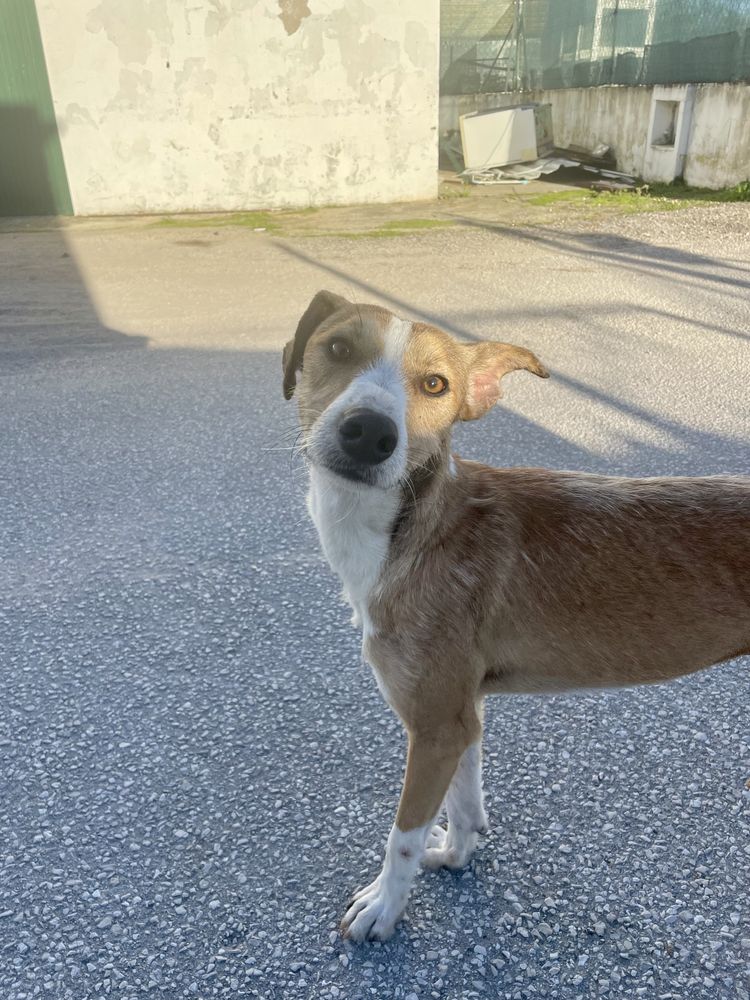 Cachorrinho para adopção