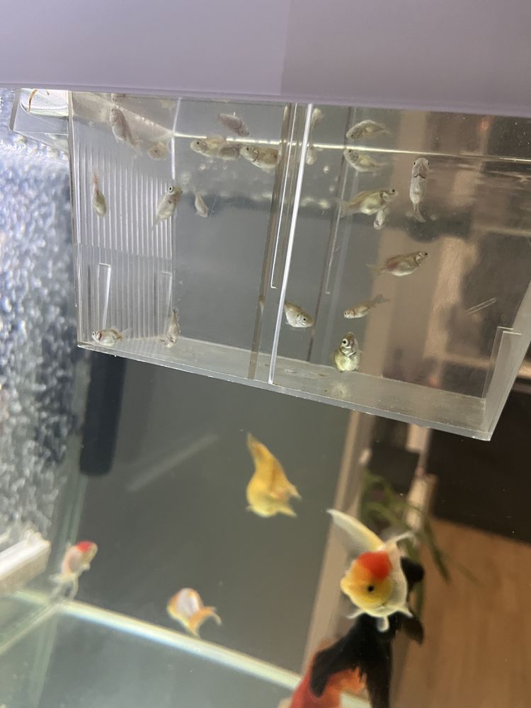 Peixinhos dourados / Goldfish / Kinguio