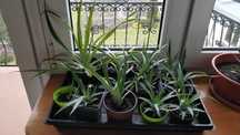 Ananas sadzonki sadzonka