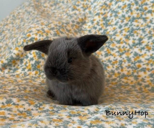 Mini Lop, Baranek Miniaturowy
