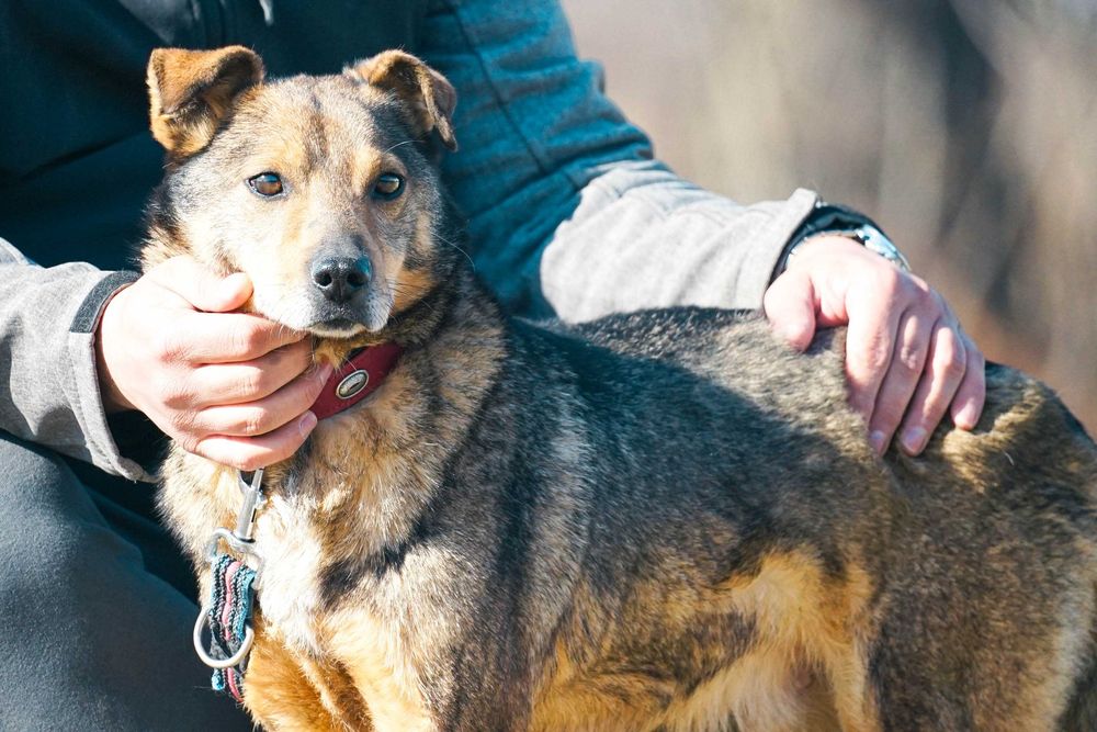 Hilton - przyjazny, łagodny piesek