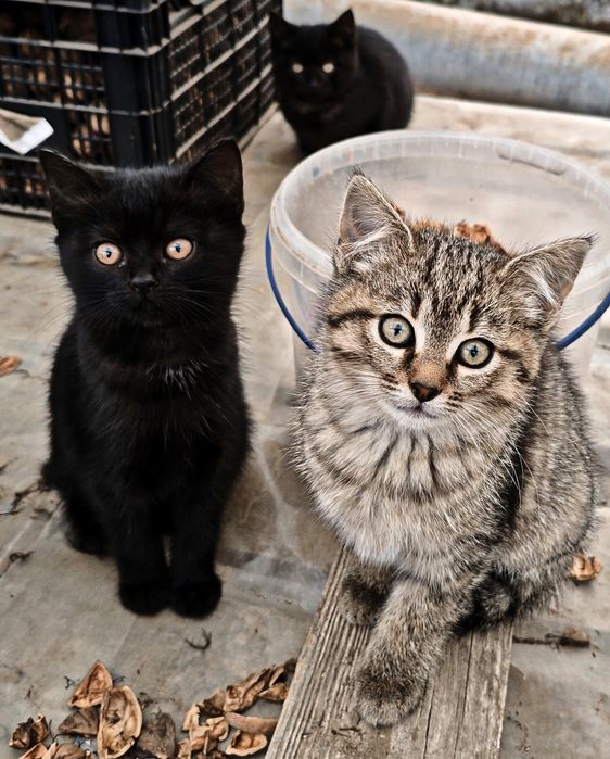 Шотландські кошенята