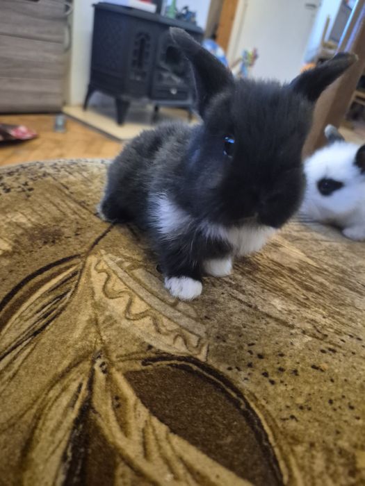 Królik lop , miniaturka