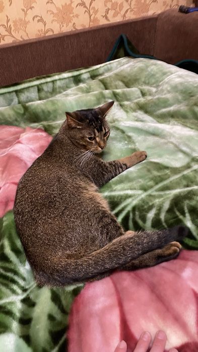 Абесинский кот 1,3 месяца