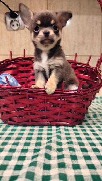 Śliczne szczenię -Chihuahua