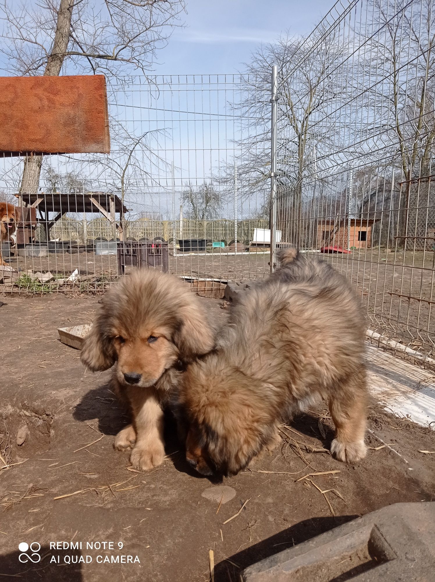 Mastif tybetański zkwp fci