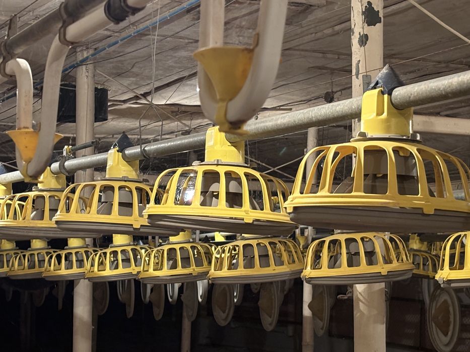 Paszociąg dla drobiu