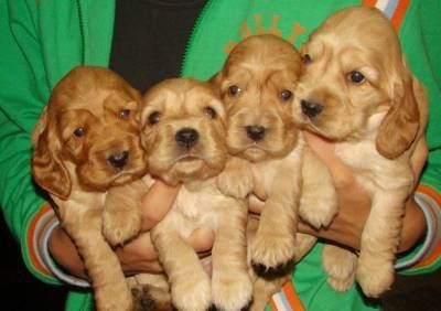 Прекрасний англійський кокер-спанієль – ваш майбутній друг!