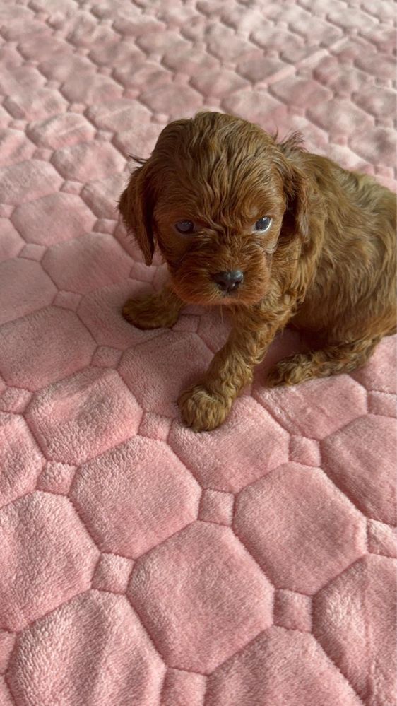 CAVAPOO RED piesek mix Cavalier King Charles Spaniel & Pudel toy