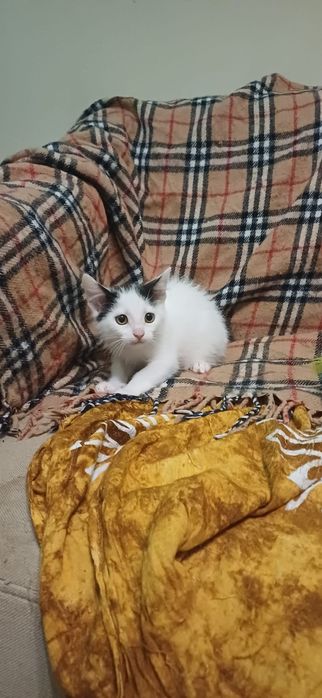 Gatinhos bebés com esterilização gratuita para adoção