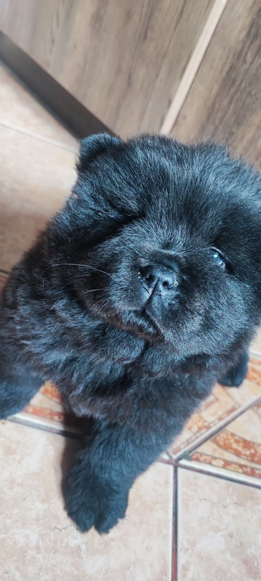 Chow chow szczeniak