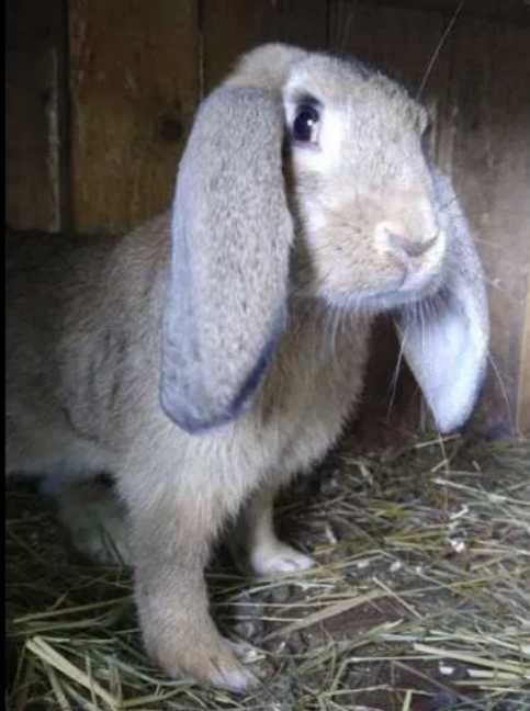 Кролі домашні Французський баран