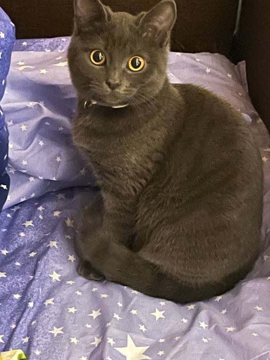 віддаємо кошеня віком 4 місяці