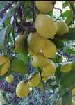 Limao 100% biologico para consumo